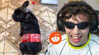 perro cocacola 