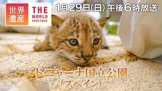 【TBS世界遺産】ドニャーナ国立公園（スペイン）～砂丘 湿地 動物の森 スペイン最大の国立公園～【1月29日午後6時放送】