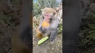 Monkey funny video#shorts #viral #tarun #funny #drending