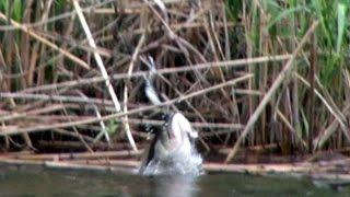 Top 10 Topwater Frog Strikes By BamaBass. Big Bass Blowups!