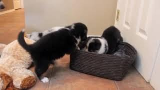 Indy X Dash September 14,2019 Australian Shepherd Pups