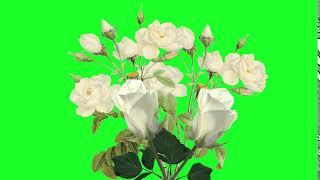 white rose green screen effect background video | screen magic | green screen video | #flower  #rose