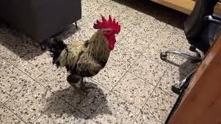 Rooster in the House