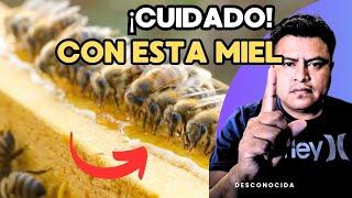 ¡Cuidado! No Alimentar CON MIEL Desconocida A Tus Abejas 