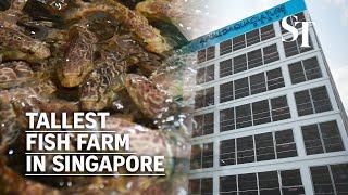 Tallest fish farm in Singapore to produce 2,700 tonnes of fish a year by 2023