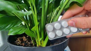 Вносите 1 таблетку каждый раз при поливе и спатифиллум оживёт, позеленеет и зацветёт !