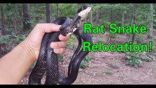 Black Rat Snake Bite + Relocation! (Wild Report Short)
