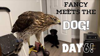 Fancy the Cooper’s Hawk meets Jess the Black Lab!