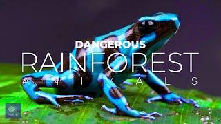 Dangerous Rainforest Animals | The World’s 10 MOST DANGEROUS Rainforest Animals