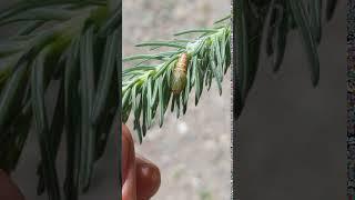 Spruce Budworm June 21 Pupa Moving