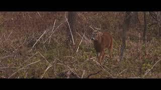 WHITETAIL BUCK POSTURE