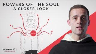 Powers of the Soul: A Closer Look (Aquinas 101)