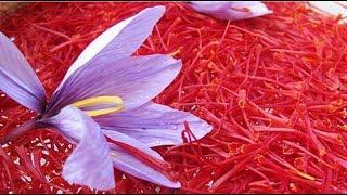 Nhụy Hoa Nghệ Tây Saffron có tác dụng gì ? Cách uống nhụy hoa nghệ tây