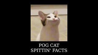 pog cat: love him or hate him, he's spitting straight facts shitpost status full stop punctuation