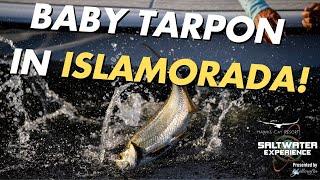 Baby Tarpon with Mason Baker | Saltwater Experience