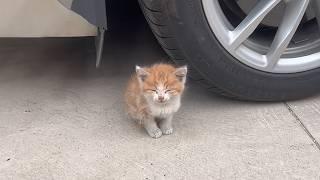 Abandoned kitten hides under the car waiting for mom to come back, unaware of the approaching danger