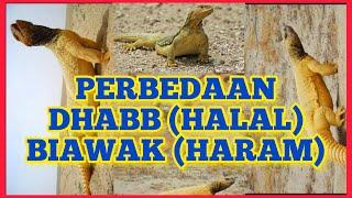 ASAL MULA KATA KADRUN  |PERBEDAAN DHAB DAN BIAWAK