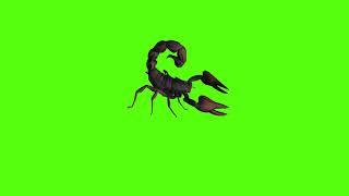 Scorpion green screen free download