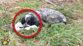 A Man Rescued a Crying Dog Clutching a Package With His Teeth    Looking Inside