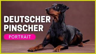 DEUTSCHER PINSCHER | Rasseportrait | Charakter, Haltung & Pflege