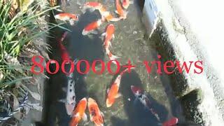 Koi fish || Colorful fishes in Street canal at Japan || longkang jepun