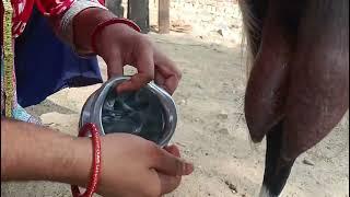 women girls goat milking by hand Bakri ka doodh nikalne ka tarika cow milking||