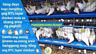 Mga dapat Gawin na preparation hanggang mag-itlog ang RTL layer chicken