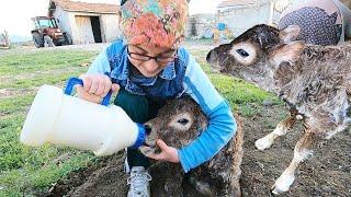 SARI KIZIMIZIN BUZAĞISI OLDU~İLK ADIMLAR~İLK SÜT EMMESİ~A DAN Z YE HEPSİ.