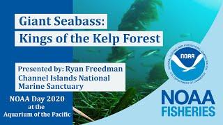 Giant Sea Bass: Kings of the Kelp Forest - Virtual NOAA Day at the Aquarium of the Pacific