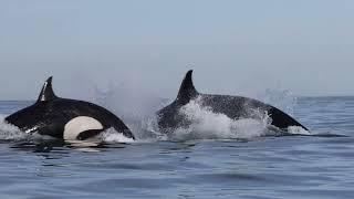 Killer Whales Attack Bottlenose Dolphin at the Beach in La Jolla!