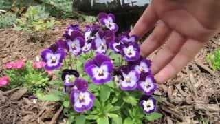 How To keep your Pansies looking Full and Flowering all season long