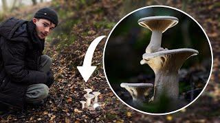 I Photographed a Mushroom On a Mushroom