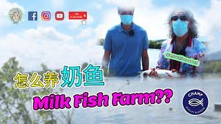 #14 牛奶鱼？？到底什么来的？？？【最美婆罗洲沙巴_水产养殖文化】