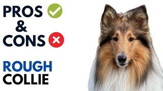 Rough Collie Pros and Cons | Long-Haired Collie Andaluz Advantages and Disadvantages