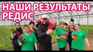 ВЫРАСТИЛИ РЕДИС СЕЛЕСТА! Готовим наш урожай к отправке!