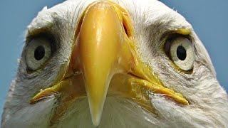 Bald Eagle Bird - Birds of Prey - Awesome Close Up