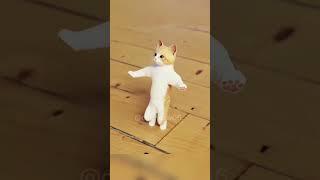 cat dance | #shorts #cat #viral #trending