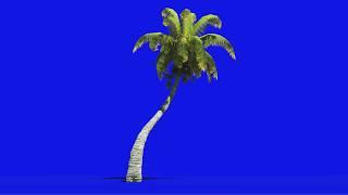 Palm in Blue Screen - Chroma key