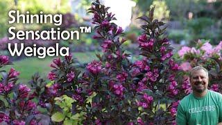 Shining Sensation™ Weigela - Weigela florida 'Shining Sensation'