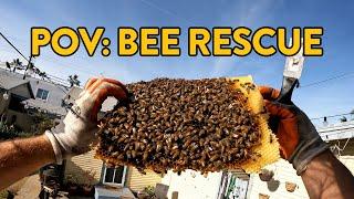 POV Saving 30,000 Bees Without a Bee Suit!