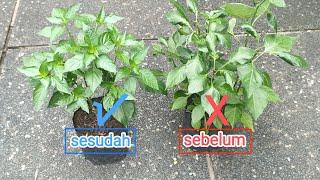 cara mengatasi daun cabe kriting.penyebab kesalahan media tanam.#hamacabe #cabe