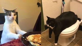 Cat Videos 2024  Funny Cat Videos − MeowFunny