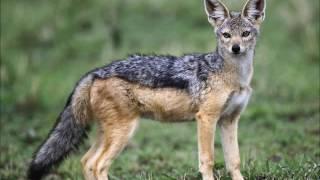 Jackal and Coyote Sounds - Best Animals Voices