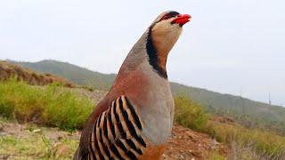 My best Male chukar sounds||Male chukar calling||Male chukar voice||Male chakor ki awaz|Male chukar