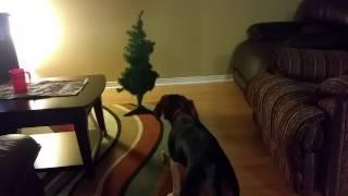 WRIGLEY THE BEAGLE HATES THE CHRISTMAS TREE