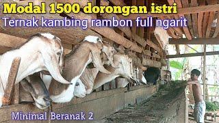 Cuma Bermodal 1,5 Jt, Putuskan Ternak Kambing Rambon Berkat Dorongan Sang Istri