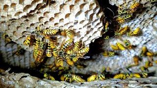 Yellow Jackets Nest INSIDE WALL of house | INFESTATION | Wasp Nest Removal