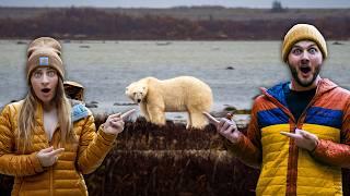 The Best Place to See Polar Bears (Churchill, Manitoba in Canada )