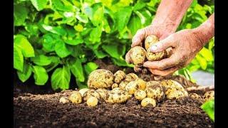 Сколько раз надо окучивать картофель чтоб был хороший урожай ? #огород #картошка
