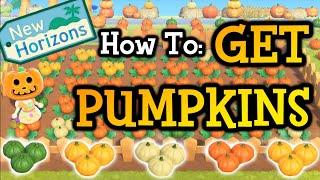 How To Get Pumpkins in Animal Crossing New Horizons